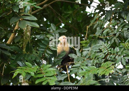 Kapuziner-Affen im Baum, Manuel Antonio, Costa Rica. Stockfoto