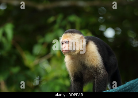 Kapuziner-Affen im Baum, Manuel Antonio, Costa Rica. Stockfoto