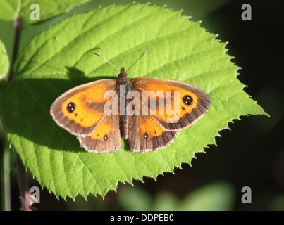 Ein Gatekeeper oder Hecke braun Schmetterling (Maniola Tithonus) ruht auf einem Blatt. Stockfoto