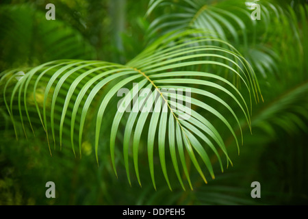 Tropischen Palmzweige, Costa Rica Stockfoto