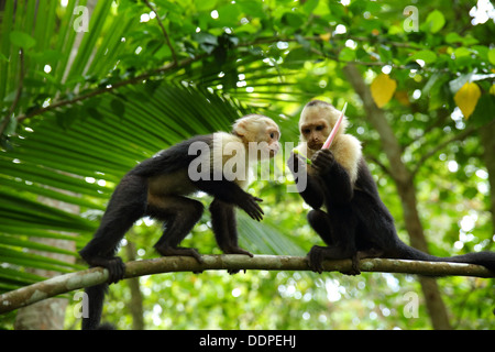 Kapuziner-Affen im Baum, Manuel Antonio, Costa Rica. Stockfoto