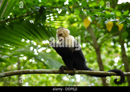 Kapuziner-Affen Essen im Baum, Manuel Antonio, Costa Rica. Stockfoto