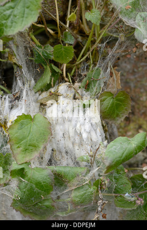 Vogel-Kirsche Hermelin Moth: Yponomeuta Evonymella. Puppen auf Bäumen im Vorort Straße. Hampton, Middlesex, UK. Juni 2013 Stockfoto