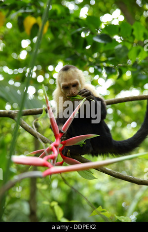 Kapuziner-Affen Essen im Baum, Manuel Antonio, Costa Rica. Stockfoto