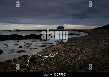 Bass Rock, East Lothian, Schottland. Vereinigtes Königreich Stockfoto