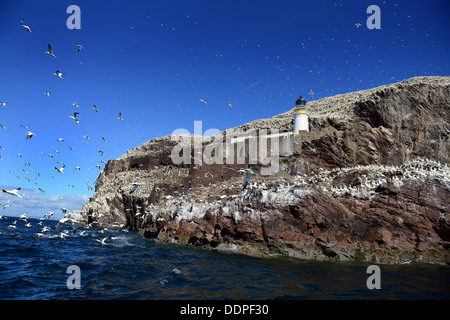 Bass Rock, East Lothian, Schottland, Vereinigtes Königreich Stockfoto