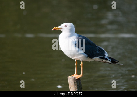 Weniger schwarz unterstützt Möwe thront saß regungslos Stockfoto