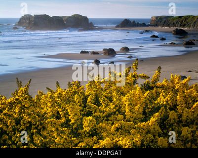 Ginster Wildblumen und Küste in Bandon, Oregon. Stockfoto