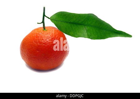 Eine frische Clementine isoliert auf weißem Hintergrund Stockfoto