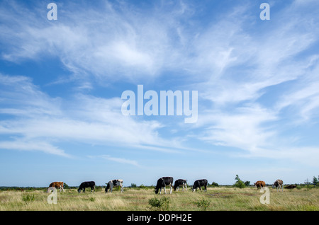 Rinder grasen auf Alvar Tiefebene auf der Insel Öland in Schweden. Stockfoto