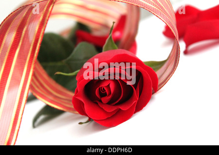 Rote Rosen und roten Band auf weiß Stockfoto