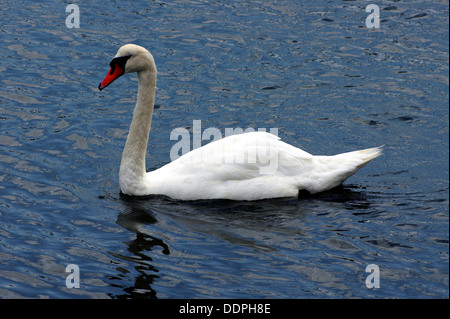 SCHWAN AM FLUSS HAMBLE Stockfoto