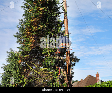 Fällen einer Tanne mit einer Kettensäge neben einen Telegrafenmast Mann Stockfoto