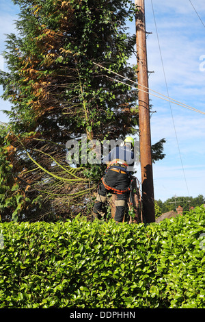 Fällen einer Tanne mit einer Kettensäge neben einen Telegrafenmast Mann Stockfoto