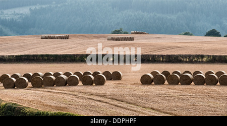 Runde Strohballen, die nach der Ernte auf den Feldern zurückgelassen wurden, warten auf die Sammlung in Shropshire Countryside, Großbritannien Stockfoto