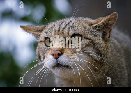 Nahaufnahme Portrait einer Gefangenschaft schottische Wildkatze (Felis Silvestris), England, Vereinigtes Königreich Stockfoto