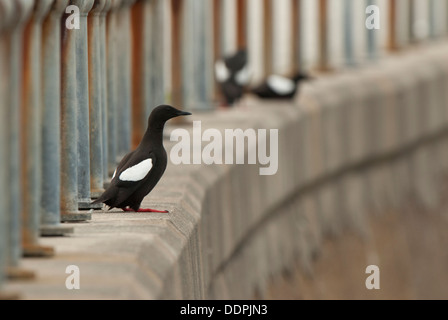 Black Guillemot am Kai mit Geländer. Stockfoto