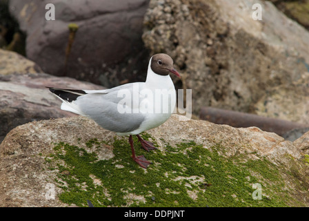 Schwarze Leitung Möwe im Sommer Gefieder auf Felsen Stockfoto