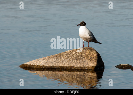 Schwarze Spitze Gull thront auf Felsen im Sommer Gefieder. Stockfoto