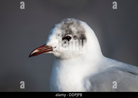 Winer schwarz leitete Möwe Kopf in der Nähe. Stockfoto