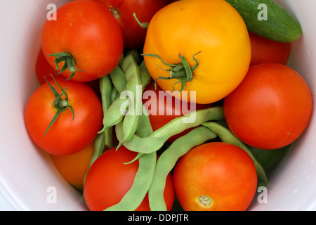 ein Haufen von frischen Tomaten, Gurken und grüne Bohnen wurden geerntet und sind in einen weißen Eimer Stockfoto