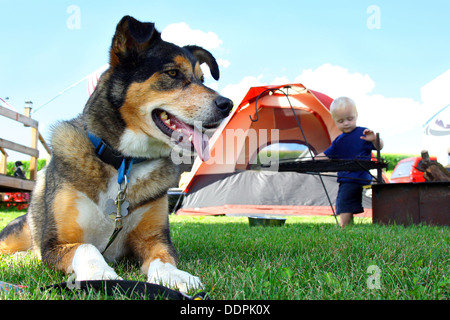 Ein fröhlich, freundlicher Deutscher Schäferhund ist auf einem Campingplatz von einem Zelt und Kamin, Verlegung, wie ein Baby im Hintergrund spielt Stockfoto
