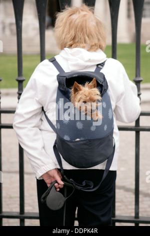 5. September 2013 Belfast UK. Frau mit kleine Yorkshire Terrier Hund in Rucksack Stockfoto