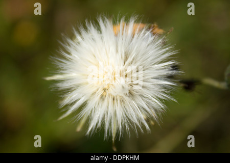 SOW Distel Blume Saatgut Kopf Closeup Stockfoto