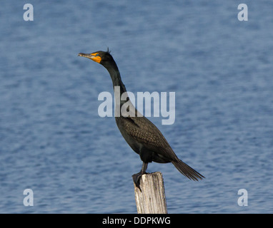 Doppelte crested Kormoran thront auf einem Pfosten. Stockfoto