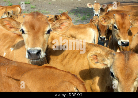 Eine Gruppe von Tan farbige Baby Jersey Kühe außerhalb auf einem Bauernhof stehen in die Kamera schaut Stockfoto