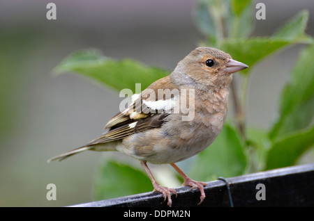 Gemeinsamen Buchfinken (Fringilla Coelebs) in einem Cumbrian Garten. Stockfoto