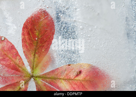 eisige Pflanzen - Flora in Eis eingefroren Herbst Winter Konzept ändern Stockfoto