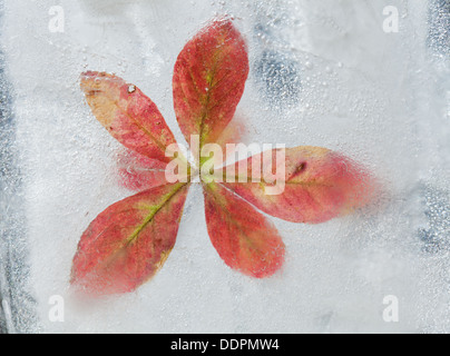 eisige Pflanzen - Flora in Eis eingefroren Herbst Winter Konzept ändern Stockfoto