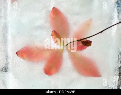 eisige Pflanzen - Flora in Eis eingefroren Herbst Winter Konzept ändern Stockfoto