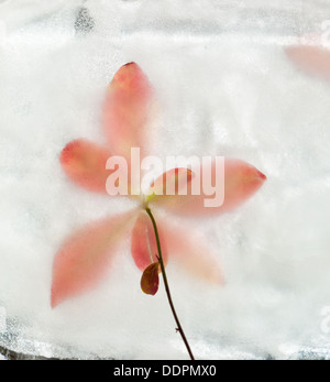 eisige Pflanzen - Flora in Eis eingefroren Herbst Winter Konzept ändern Stockfoto