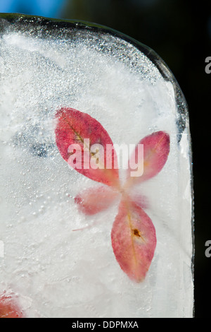 eisige Pflanzen - Flora in Eis eingefroren Herbst Winter Konzept ändern Stockfoto