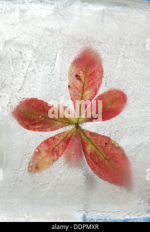 eisige Pflanzen - Flora in Eis eingefroren Herbst Winter Konzept ändern Stockfoto