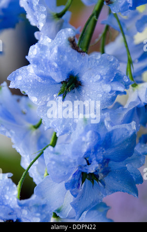 Blaue Blumen von Delphinium in einer Regendusche ausgestattet. Stockfoto