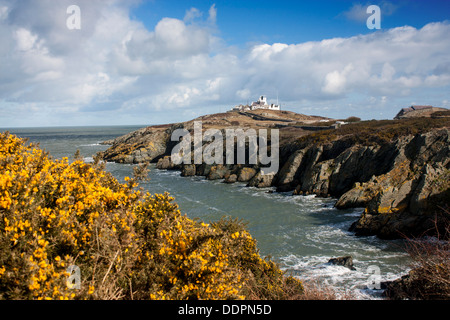 Lynas Point Leuchtturm von Porth Eilian Bucht im Frühjahr mit gelben Ginster im Vordergrund Anglesey North Wales UK Stockfoto