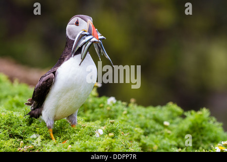 Papageitaucher mit Sandaalen im Mund Stockfoto