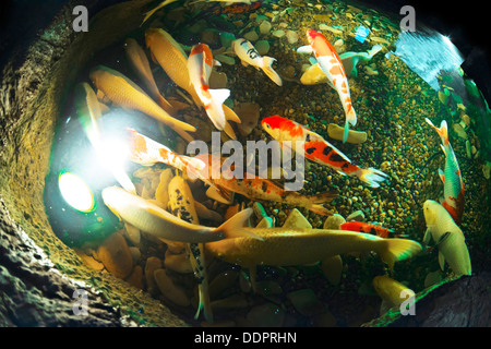 goldenen Karpfen im Becken aus Stein Stockfoto