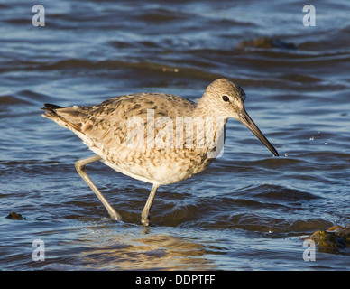 Willett, die auf der Suche nach Nahrung. Stockfoto