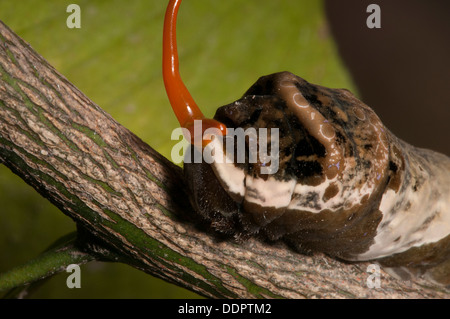 Die Reife Raupe ähnelt Vogelkot um Raubtiere abzuschrecken, und wenn das nicht funktioniert benutzen sie ihre roten Osmeterium. Stockfoto