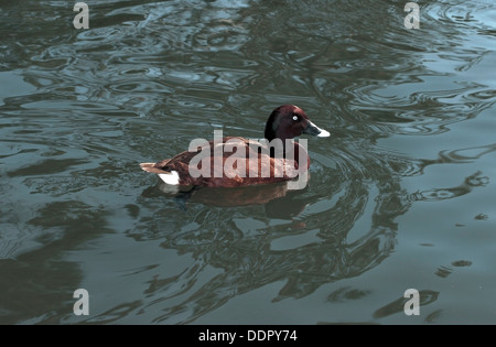 Australische Hardhead / Whiteye / White-eyed männliche Ente - Aythya Australis - Familie Anatidae Stockfoto