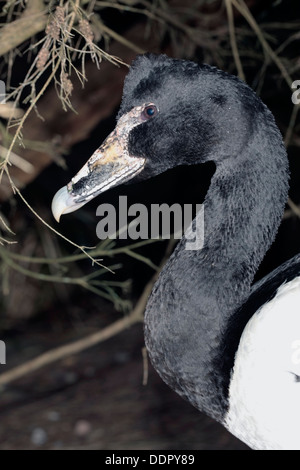 Männliche Pied/Elster/Semi-palmated Gans - Anseranas Semipalmata-Familie Anatidae Stockfoto