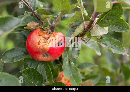 Fauler Apfel auf einem Baum Stockfoto