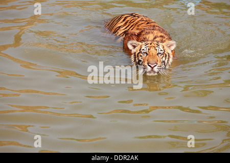 Ein Tiger Schwimmen im Teich Stockfoto