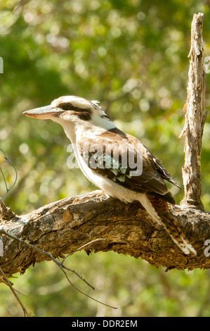 Kookaburra, Dacelo Novaeguineae Lachen Warrumbungles NP, NSW, Australien Stockfoto