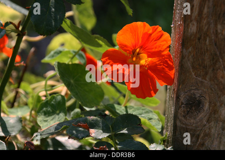 Orangefarbene Kapuzinerkresse mit Hintergrundbeleuchtung Stockfoto