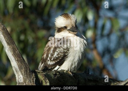 Lachende Kookaburra, Dacelo Novaeguineae in der Nähe von Ballarat Stockfoto